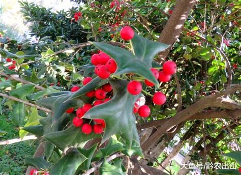 鳥不喜歡的植物|農村植物，鳥見到就飛走，人稱鳥不宿